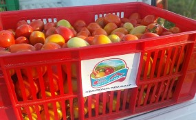EA-Fruits-1024x576